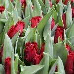Совхоз "Тепличный" вырастил необычные тюльпаны к 8 марта, Фото: 4