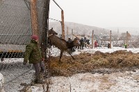 Около сотни благородных оленей доставили на Сахалин, Фото: 16