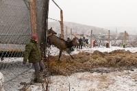Около сотни благородных оленей доставили на Сахалин, Фото: 16