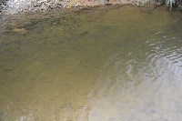 Экологи: К концу горбушевой путины нерестовые реки юго-востока Сахалина остались практически пустыми, Фото: 6