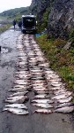 Рыбаки-любители выловили 600 кг горбуши в Корсаковском районе, Фото: 4