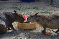 «Водных свинок» в зоопарке Южно-Сахалинска накормили арбузом, Фото: 1