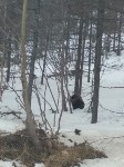 Медведь вышел к дороге в Охинском районе, Фото: 4