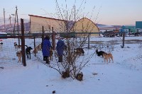 Подробности пожара в сахалинском приюте "Пёс и кот", Фото: 11