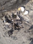 Мусор оставили на мысе Крильон, Фото: 4