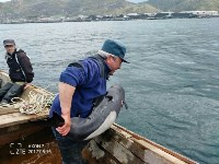 Дельфина спасли на Сахалине сотрудники МЧС , Фото: 3