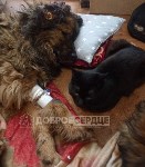 Сахалинцы спасли бездомную собаку с сильнейшими травмами после ДТП, Фото: 2