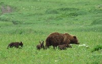 Медведица с малышами на Парамушире, Фото: 5