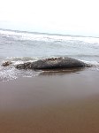 Гнилую тушу морского животного нашли на берегу возле Взморья, Фото: 3