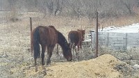 Две лошади самостоятельно ищут пропитание на окраине Южно-Сахалинска, Фото: 2