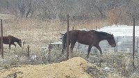Две лошади самостоятельно ищут пропитание на окраине Южно-Сахалинска, Фото: 10