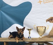 В рамках выставки беспородных собак в Южно-Сахалинске 8 питомцев обрели хозяев, Фото: 107