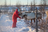 Якутские олени обживаются на севере Сахалина: фоторепортаж из Ногликского района, Фото: 53