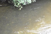 Экологи: К концу горбушевой путины нерестовые реки юго-востока Сахалина остались практически пустыми, Фото: 4