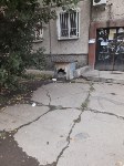 Южносахалинка: "Коммунальщики обрекли собак на холодную смерть", Фото: 4