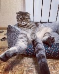 На конкурс astv.ru прислали больше ста фото теплолюбивых сахалинских котиков, и они потрясающие, Фото: 40