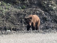 Медведь вышел к людям в районе Арсентьевки, Фото: 1