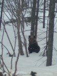 Медведь вышел к дороге в Охинском районе, Фото: 1