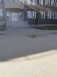 Догхантеры убивают собак на глазах у детей в Южно-Сахалинске, Фото: 3