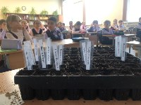 Сахалинских третьеклашек научили сеять семена лиственницы прямо в школе, Фото: 4