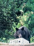 Медведь пришёл к дачникам в Пригородном, Фото: 4