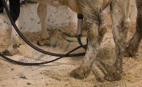 Переход молочного скота в зимние стойла завершился на Сахалине, Фото: 6