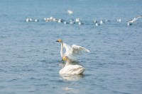 Лебеди в Невельске в 2026 году, Фото: 2