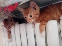 На конкурс astv.ru прислали больше ста фото теплолюбивых сахалинских котиков, и они потрясающие, Фото: 78