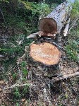 Директор сахалинского предприятия попал под уголовную статью за срубленные деревья, Фото: 3