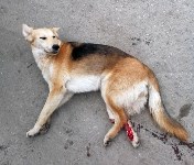 Автолюбитель средь бела дня насмерть сбил собаку в Холмске, Фото: 2