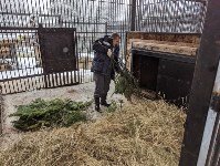 Сахалинский зоопарк показал на видео, как медведи готовятся к спячке, Фото: 1