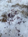 Убийство собаки в Холмске, Фото: 8
