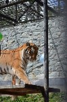 Тигру в сахалинском зоопарке исполнилось 9 лет, Фото: 4