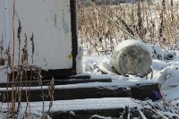 Фотосессия милых горностаев, Фото: 4