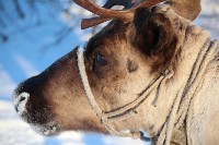 Якутские олени обживаются на севере Сахалина: фоторепортаж из Ногликского района, Фото: 62