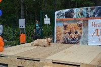 В рамках выставки беспородных собак в Южно-Сахалинске 8 питомцев обрели хозяев, Фото: 143