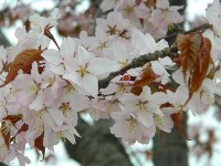 Цветение сакуры, Фото: 4