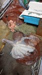 Более шести тонн неучтенного осьминога обнаружили на пяти японских судах у Курил, Фото: 9