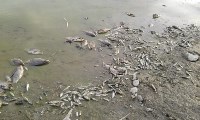 Берег озера в пригороде Южно-Сахалинска усеян мертвой рыбой, Фото: 3