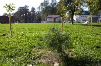 В Южно-Сахалинске высадили 20 молодых деревьев в память о героях войны, Фото: 1
