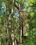 Сахалинец нашёл в глухом лесу огромный строительный кран, Фото: 7