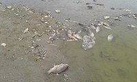 Берег озера в пригороде Южно-Сахалинска усеян мертвой рыбой, Фото: 2