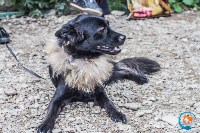 В рамках выставки беспородных собак в Южно-Сахалинске 8 питомцев обрели хозяев, Фото: 85