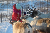 Якутские олени обживаются на севере Сахалина: фоторепортаж из Ногликского района, Фото: 59