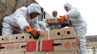 На Сахалин доставили первую партию свинины из Белгородской области, Фото: 4