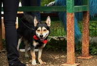 В рамках выставки беспородных собак в Южно-Сахалинске 8 питомцев обрели хозяев, Фото: 116