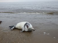 В районе Взморья сахалинцы спасли тюлененка, Фото: 3