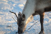 Якутские олени обживаются на севере Сахалина: фоторепортаж из Ногликского района, Фото: 48