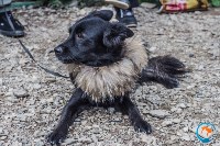 В рамках выставки беспородных собак в Южно-Сахалинске 8 питомцев обрели хозяев, Фото: 224