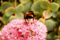 Пчелка прилетала регулярно на мой цветок на балконе, Фото: 1